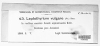 Leptothyrium vulgare image